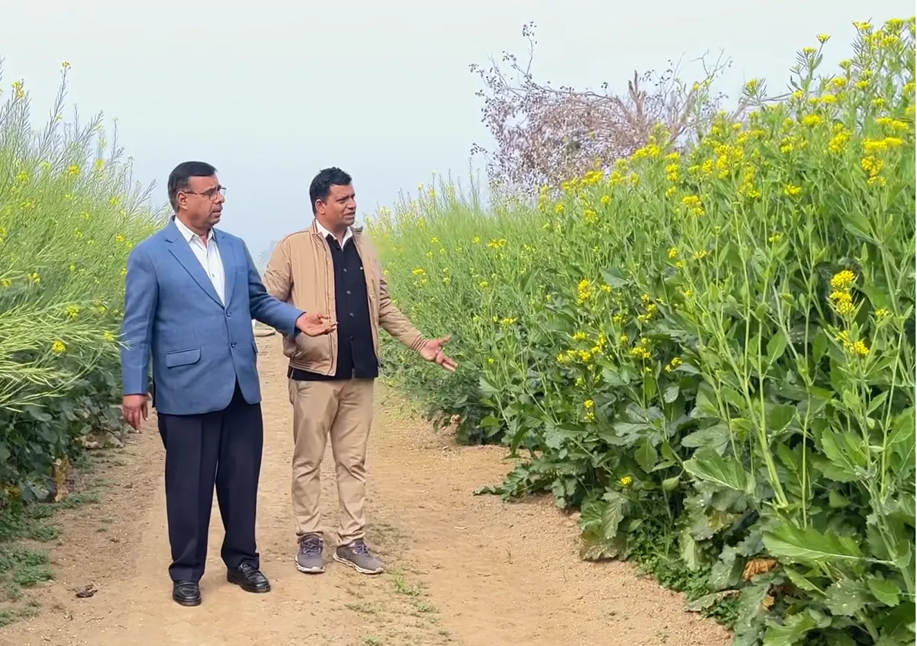 Visit mustard crop with Dr. Ram Avtar ji